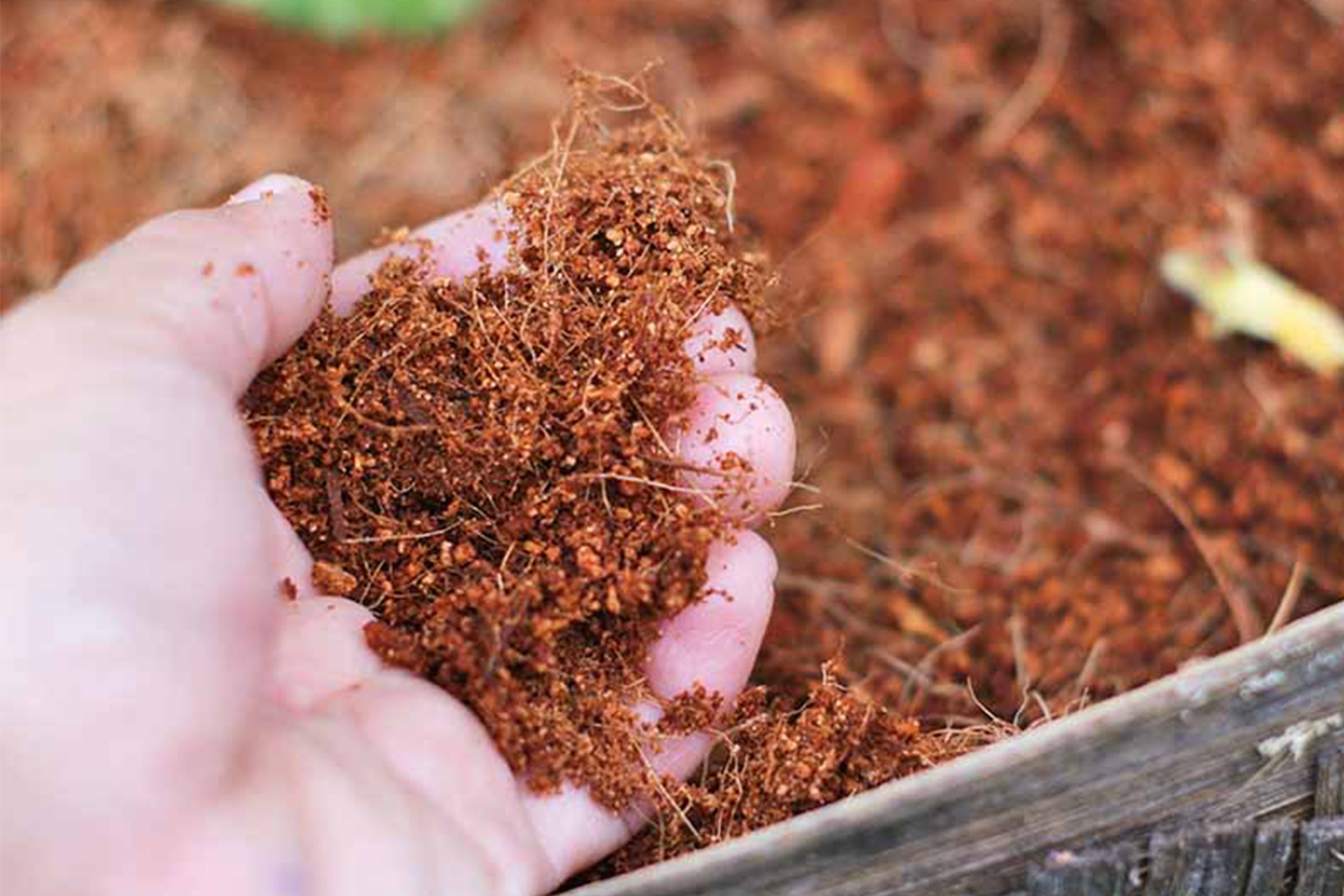 Why Sri Lankan Cocopeat Is the World’s Preferred Growing Medium